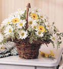 Daisy Basket, Israel, Israel
