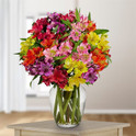 Peruvian Lilies, Israel, Israel